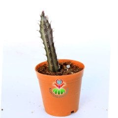 Senecio Stapeliaeformis-5,5 cm Saksıda-Çubuk Formlu