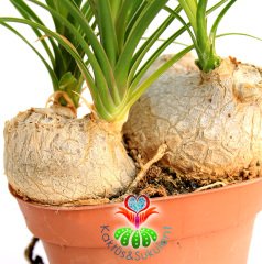 Sukulent, Beaucarnea Recurvata Fil Ayağı - Büyük Boy-Caudex Odunsu Gövde -10,5 cm saksıda, Kaktüs