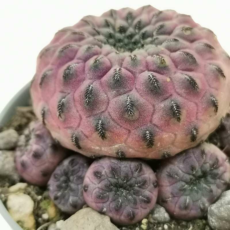 Sulcorebutia rauschii f. violacidermis 6 cm Saksıda ithal özel tür