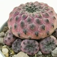 Sulcorebutia rauschii f. violacidermis 6 cm Saksıda ithal özel tür