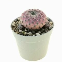 Sulcorebutia rauschii f. violacidermis 6 cm Saksıda ithal özel tür