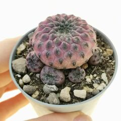 Sulcorebutia rauschii f. violacidermis 6 cm Saksıda ithal özel tür