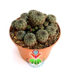 Sulcorebutia Rauschii -Fuşya Çiçek Açar Nadir Tür 8,5 cm Saksıda Kaktüs