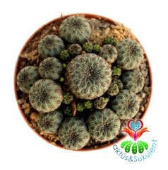 Sulcorebutia Rauschii -Fuşya Çiçek Açar Nadir Tür 8,5 cm Saksıda Kaktüs