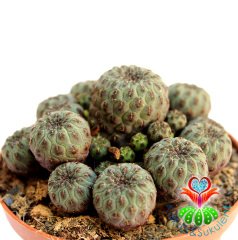 Sulcorebutia Rauschii -Fuşya Çiçek Açar Nadir Tür 8,5 cm Saksıda Kaktüs