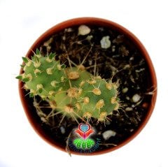 Maihueniopsis Ovata-Sarı Renk Çiçek Açar-Top Formlu-5,5cm Saksıda