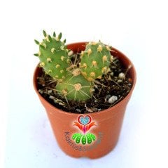 Maihueniopsis Ovata-Sarı Renk Çiçek Açar-Top Formlu-5,5cm Saksıda