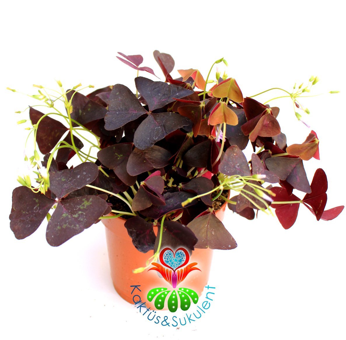 Uyku Çiçeği - Mor Yonca- Oxalis Triangularis -Süs Yoncası 10,5 cm Saksıda -30 cm Uzunluk