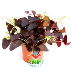 Uyku Çiçeği - Mor Yonca- Oxalis Triangularis -Süs Yoncası 10,5 cm Saksıda -30 cm Uzunluk