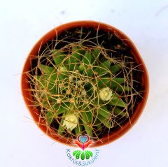 Mammillaria Decipiens-5,5cm Saksıda Farklı Formlu Kaktüs