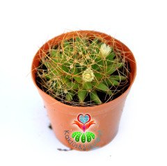 Mammillaria Decipiens-5,5cm Saksıda Farklı Formlu Kaktüs