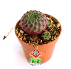 Parlak Pembe Renk Kaktüs, Sulcorebutia Rauschii Violet -Fuşya Çiçek Açar-Nadir Tür--5,5 cm Saksıda-