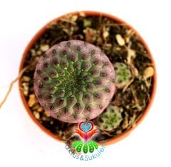 Parlak Pembe Renk Kaktüs, Sulcorebutia Rauschii Violet -Fuşya Çiçek Açar-Nadir Tür--5,5 cm Saksıda-