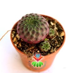 Parlak Pembe Renk Kaktüs, Sulcorebutia Rauschii Violet -Fuşya Çiçek Açar-Nadir Tür--5,5 cm Saksıda-