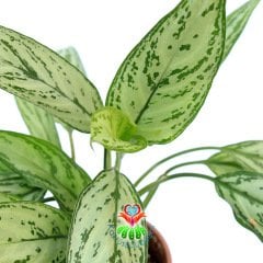 Aglaonema 'Silver Queen'-Çin Herdemyeşili-30+cm Büyüklükte-Tropikal Bitki