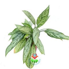 Aglaonema 'Silver Queen'-Çin Herdemyeşili-30+cm Büyüklükte-Tropikal Bitki