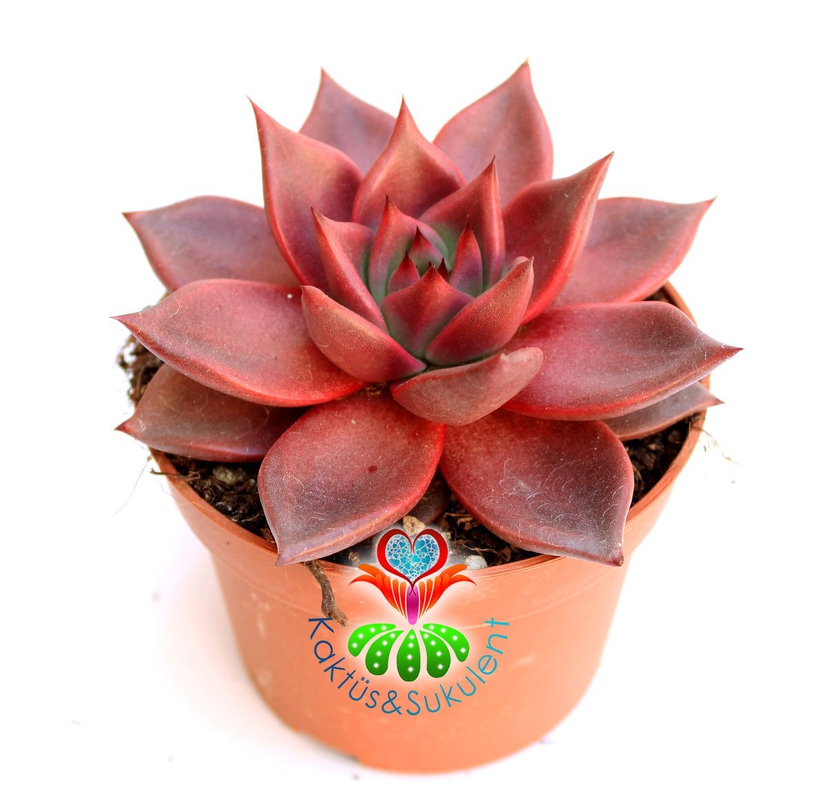 Sukulent- Echeveria 'Taurus' -Doğal Kırmızı Renk- Büyük Boy-10,5 cm saksıda-Kaktüs SINIRLI SAYIDA