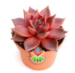 Sukulent- Echeveria 'Taurus' -Doğal Kırmızı Renk- Büyük Boy-10,5 cm saksıda-Kaktüs SINIRLI SAYIDA