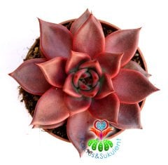 Sukulent- Echeveria 'Taurus' -Doğal Kırmızı Renk- Büyük Boy-10,5 cm saksıda-Kaktüs SINIRLI SAYIDA