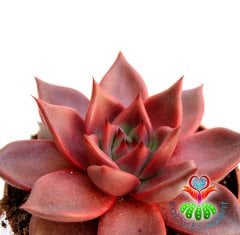Sukulent- Echeveria 'Taurus' -Doğal Kırmızı Renk- Büyük Boy-10,5 cm saksıda-Kaktüs SINIRLI SAYIDA