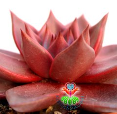 Sukulent- Echeveria 'Taurus' -Doğal Kırmızı Renk- Büyük Boy-10,5 cm saksıda-Kaktüs SINIRLI SAYIDA