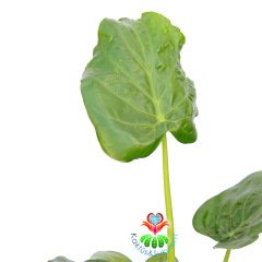 Alocasia Odora- Fil Kulağı Bitkisi-70+cm Uzunluk 12cm Saksıda