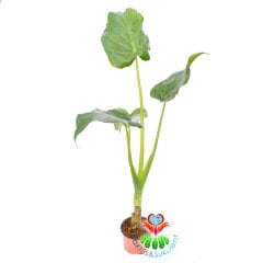 Alocasia Odora- Fil Kulağı Bitkisi-70+cm Uzunluk 12cm Saksıda