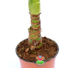Alocasia Odora- Fil Kulağı Bitkisi-70+cm Uzunluk 12cm Saksıda
