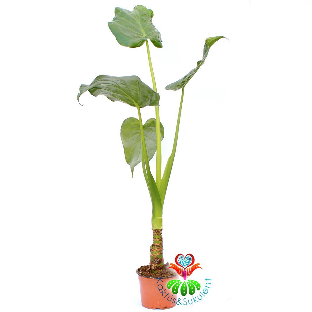 Alocasia Odora- Fil Kulağı Bitkisi-70+cm Uzunluk 12cm Saksıda