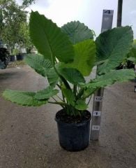 Alocasia Odora- Fil Kulağı Bitkisi-70+cm Uzunluk 12cm Saksıda