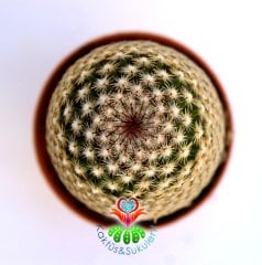 Kaktüs,Mammillaria Brauneana -Dikey Dikenli Ele Batmaz- 1.Sınıf-5,5 cm Saksıda-