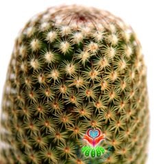 Kaktüs,Mammillaria Brauneana -Dikey Dikenli Ele Batmaz- 1.Sınıf-5,5 cm Saksıda-