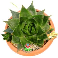 Aloe 'Cosmo' (Green Pearl)-25 cm Saksıda Anaç Boy-Mükemmel Form