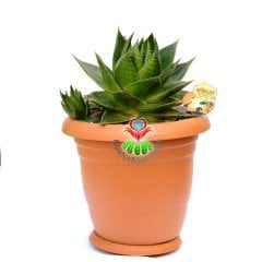 Aloe 'Cosmo' (Green Pearl)-25 cm Saksıda Anaç Boy-Mükemmel Form