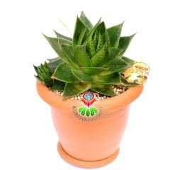 Aloe 'Cosmo' (Green Pearl)-25 cm Saksıda Anaç Boy-Mükemmel Form