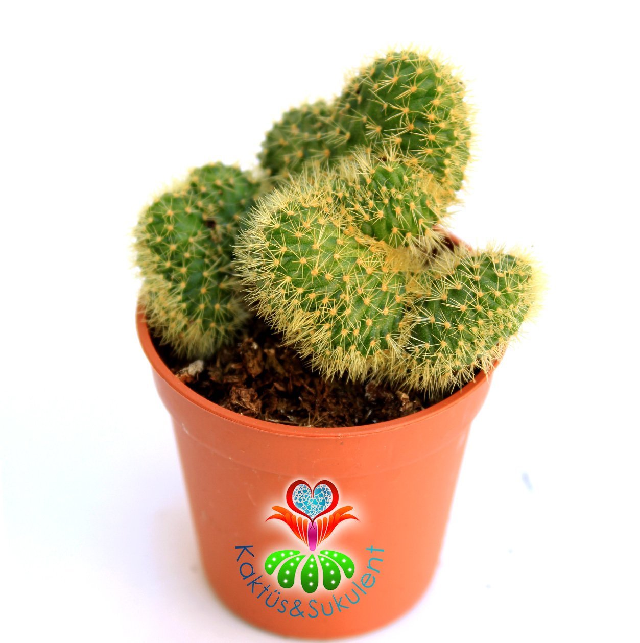 Yavru Beyin Kaktüs, Mammillaria Pilcayensis Cristata-Kıvrımlı Şeklilde Büyür 1.Sınıf-7 cm Saksıda-