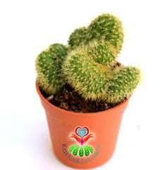 Yavru Beyin Kaktüs, Mammillaria Pilcayensis Cristata-Kıvrımlı Şeklilde Büyür 1.Sınıf-7 cm Saksıda-