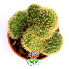 Yavru Beyin Kaktüs, Mammillaria Pilcayensis Cristata-Kıvrımlı Şeklilde Büyür 1.Sınıf-7 cm Saksıda-