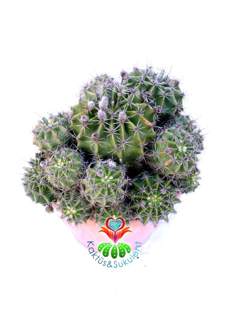 Echinopsis Oxygona -20 cm Saksıda-Büyük Beyaz Çiçek Açar-Kaynana Topuzu