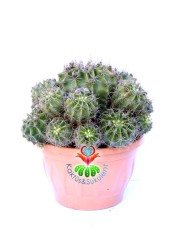 Echinopsis Oxygona -20 cm Saksıda-Büyük Beyaz Çiçek Açar-Kaynana Topuzu