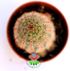 Kaktüs, Echinocereus Reichenbachii -Büyük Mor Renk Çiçek Açar 1.Sınıf-5,5 cm Saksıda-