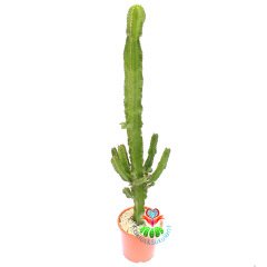 Euphorbia Eritrea-93 cm Uzunlukta-Büyük Boy-Uzun Kaktüs-20 cm Saksı