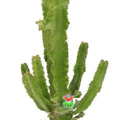 Euphorbia Eritrea-93 cm Uzunlukta-Büyük Boy-Uzun Kaktüs-20 cm Saksı