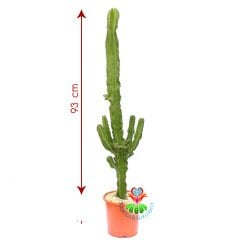 Euphorbia Eritrea-93 cm Uzunlukta-Büyük Boy-Uzun Kaktüs-20 cm Saksı
