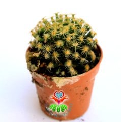 Kaktüs,Mammillaria Schiedeana -Beyaz Renk Çiçekli-Tomurcuklu-5,5 cm saksıda-Teraryum,Sukulent