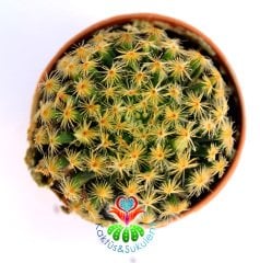 Kaktüs,Mammillaria Schiedeana -Beyaz Renk Çiçekli-Tomurcuklu-5,5 cm saksıda-Teraryum,Sukulent