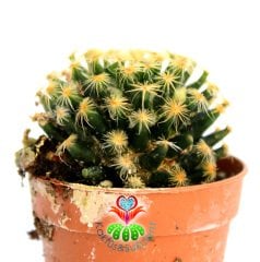 Kaktüs,Mammillaria Schiedeana -Beyaz Renk Çiçekli-Tomurcuklu-5,5 cm saksıda-Teraryum,Sukulent