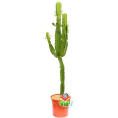 Euphorbia Erytrea-120 cm Uzunlukta-Dev Boy-20 cm Saksıda