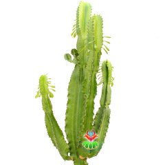 Euphorbia Erytrea-120 cm Uzunlukta-Dev Boy-20 cm Saksıda