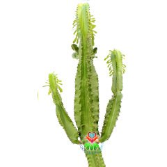 Euphorbia Erytrea-120 cm Uzunlukta-Dev Boy-20 cm Saksıda